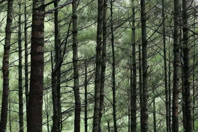 Cangshan Mountain: Mindful Hiking and Organic Homemade Food - Why Choose This Tour?