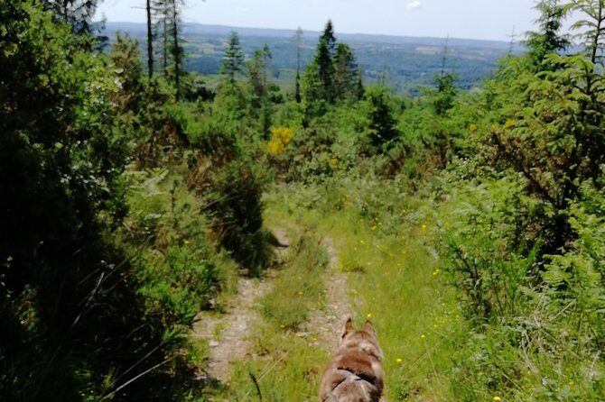 Cani Rando, fun and original hiking, pulled by huskies - In-depth Look at the Cani Rando Experience