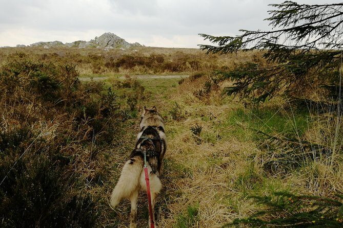 Cani Rando, fun and original hiking, pulled by huskies - FAQs