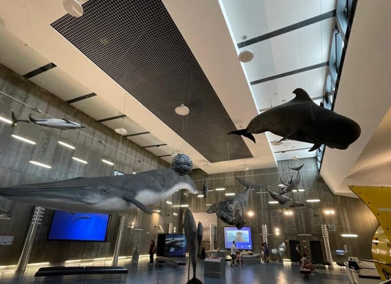 Caniçal : Madeira Whale Museum Entry ticket - Who Should Consider Visiting?