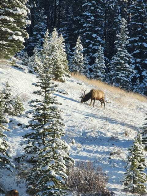 Canmore/Banff: Explore Banff & Wildlife - Final Thoughts