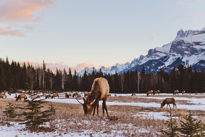 Canmore Evening Wildlife Viewing Tour 2.5hr Photo Drive - Experience the Magic of Alberta’s Rockies on the Canmore Evening Wildlife Viewing Tour