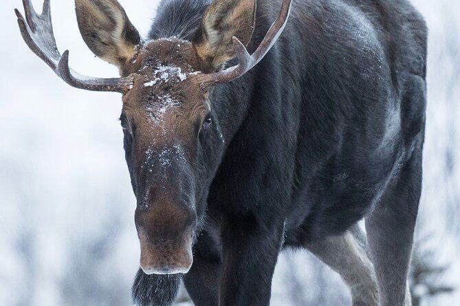 Canmore Evening Wildlife Viewing Tour 2.5hr Photo Drive - An In-Depth Look at the Canmore Evening Wildlife Viewing Tour