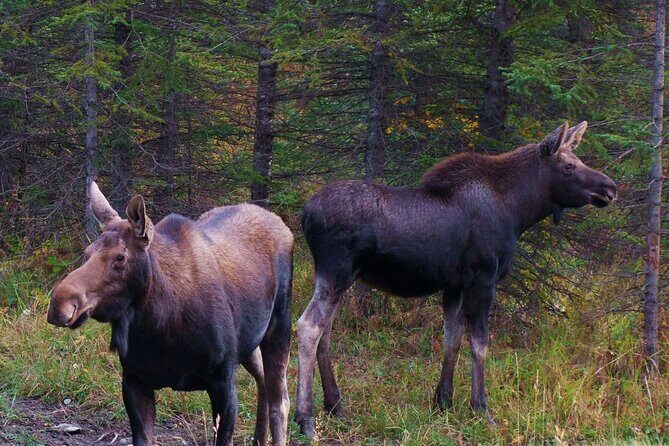 Canmore Evening Wildlife Viewing Tour 2.5hr Photo Drive - Final Thoughts