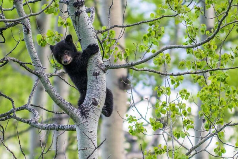 Canmore: Evening Wildlife Viewing Tour - The Sum Up: Who Is This Tour For?