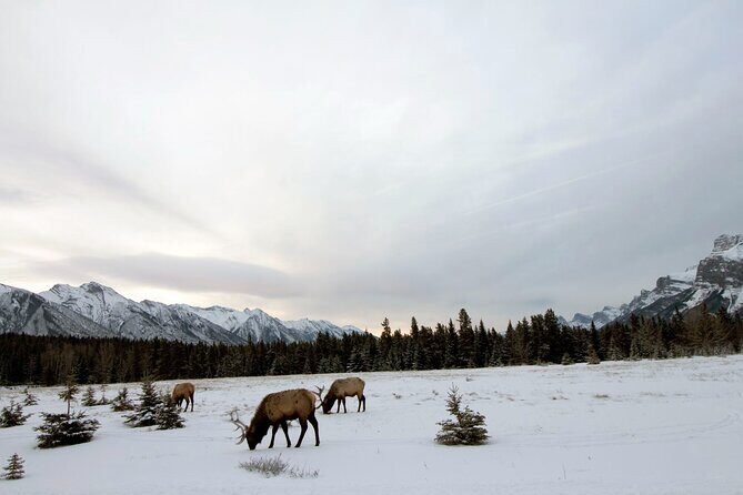 Canmore Explore Winter Wildlife Tracks 2hr Nature Walk - FAQs