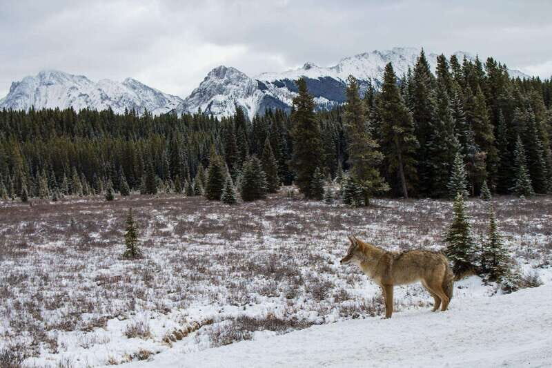 Canmore: Explore Winter Wildlife Tracks - 2hr Nature Walk - Why This Tour Stands Out
