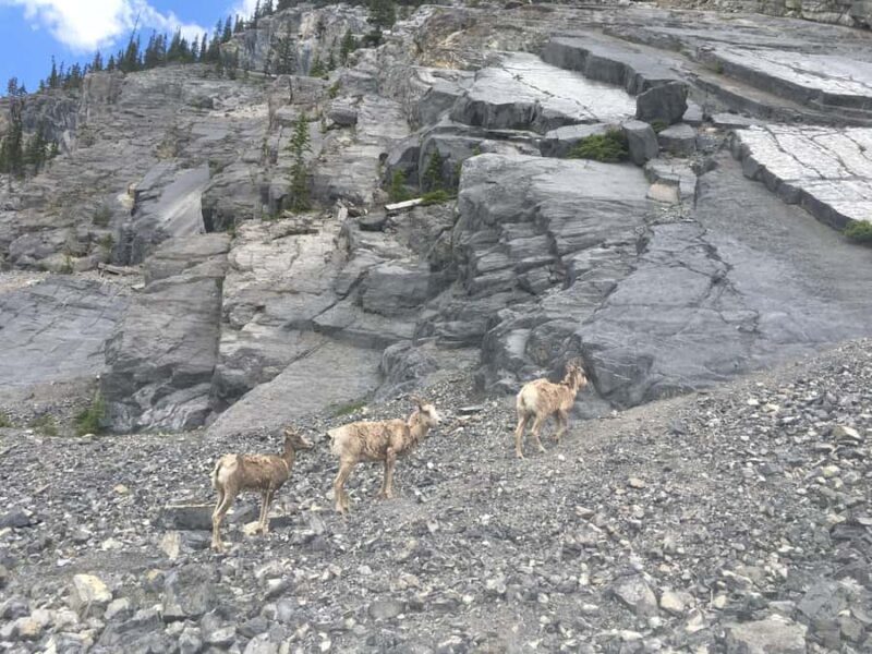 Canmore: Ha Ling Peak & Summit - Canmore: Ha Ling Peak & Summit – A Detailed Look