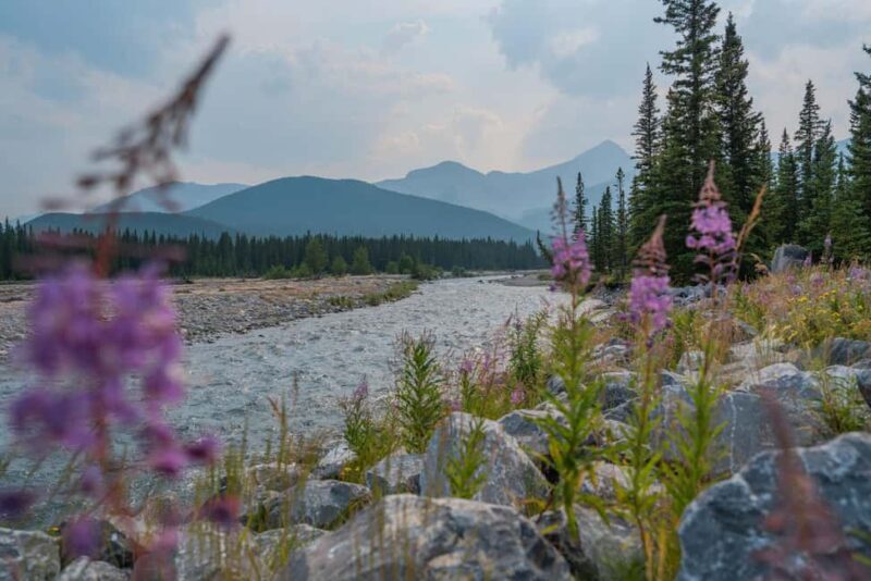 Canmore: Medicinal and Edible Plants, 2-hour Nature Walk - The Sum Up