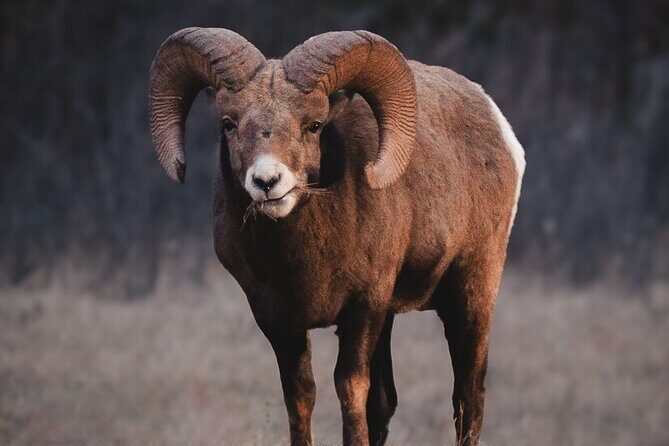 Canmore: Morning Wildlife Viewing Tour in Banff National Park - Experience the Canadian Rockies with the Canmore Morning Wildlife Viewing Tour