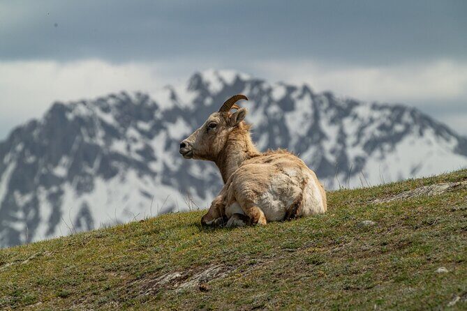Canmore: Morning Wildlife Viewing Tour in Banff National Park - Who Will Love This Experience