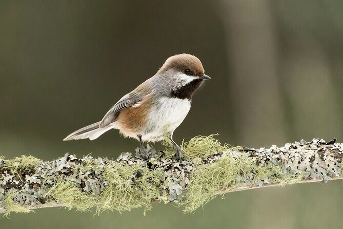Canmore: Morning Wildlife Viewing Tour in Banff National Park - Final Thoughts