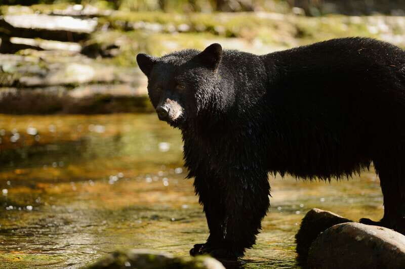 Canmore: PRIVATE SAFARI Drive to BANFF Park & Nature Walk - Discover Banffs Beauty with a Private Safari Drive and Nature Walk