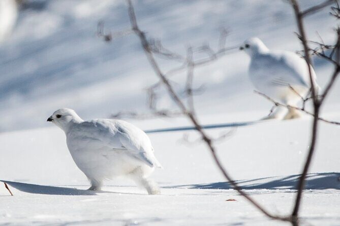 Canmore: Wilderness & Wildlife Tour - 2hr Walk - Wildlife and Ecosystem Highlights
