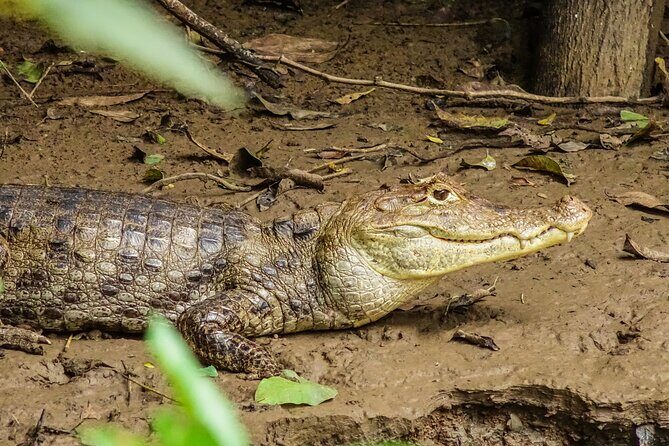 Caño Negro by Boat Incl. traditional Costa Rican lunch - Why This Tour Works for Travelers
