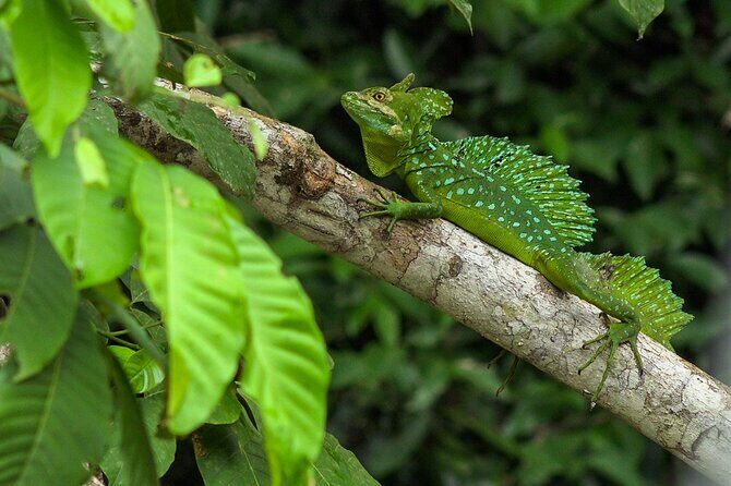 Caño Negro by Boat Incl. traditional Costa Rican lunch - Who Should Consider This Tour?