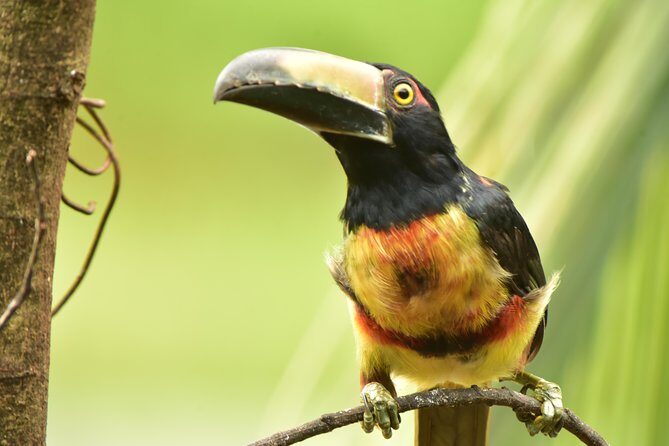 Caño Negro Wetlands by Boat|Small groups 8 max - A Natural Adventure at Caño Negro Wetlands: Exploring Costa Rica’s Richest Marshes