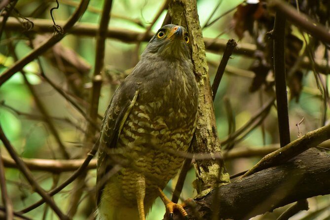 Caño Negro Wetlands by Boat|Small groups 8 max - Key Points