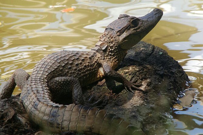 Caño Negro Wetlands by Boat|Small groups 8 max - Final Thoughts: Is It Worth It?