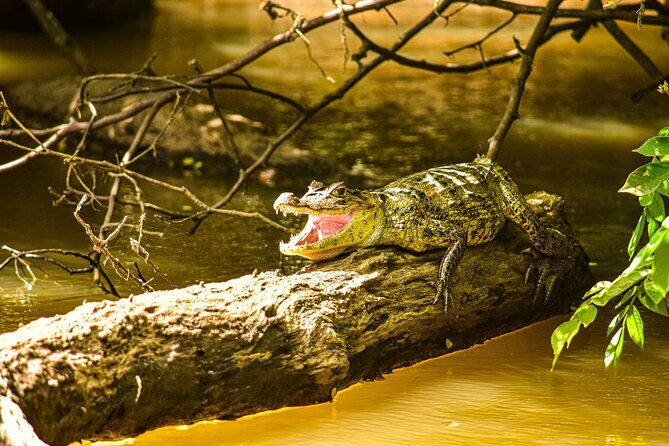 Caño Negro Wildlife Boat Safari from La Fortuna (Full-Day Tour) - A Detailed Look at the Caño Negro Wildlife Boat Safari