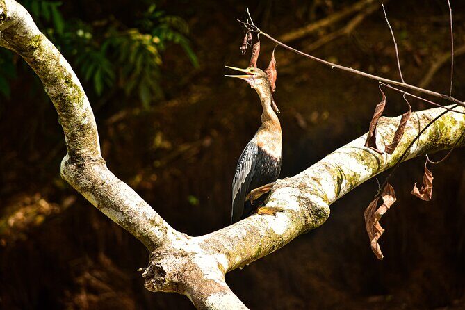 Caño Negro Wildlife Boat Safari from La Fortuna (Full-Day Tour) - Final Thoughts