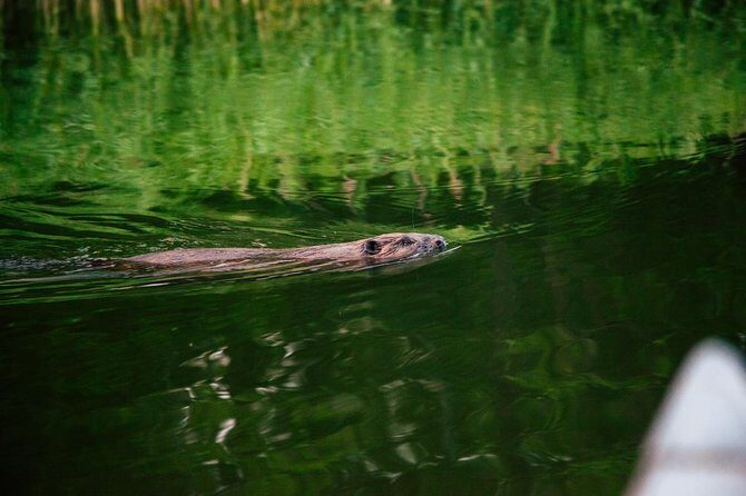 Canoe adventure in Stockholm Archipelago - Practical Tips for Your Canoe Adventure
