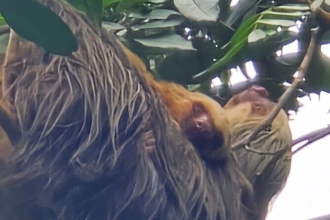 Canoe experience and Night adventure in Tortuguero - Who Should Take This Tour?
