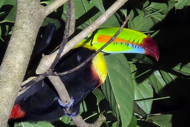 Canoe experience and Night adventure in Tortuguero - Final Thoughts
