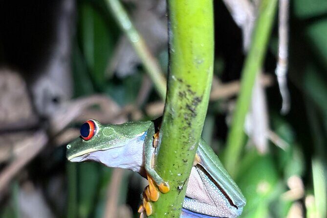 Canoe experience and Night adventure in Tortuguero - Frequently Asked Questions