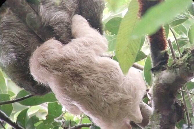 Canoe experience exploring Tortuguero National Park - The Sum Up: Who Should Consider This Tour?