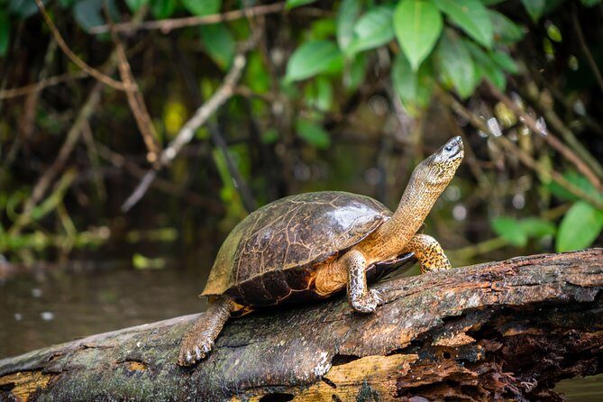 Canoe tour dentro del Parque - FAQs