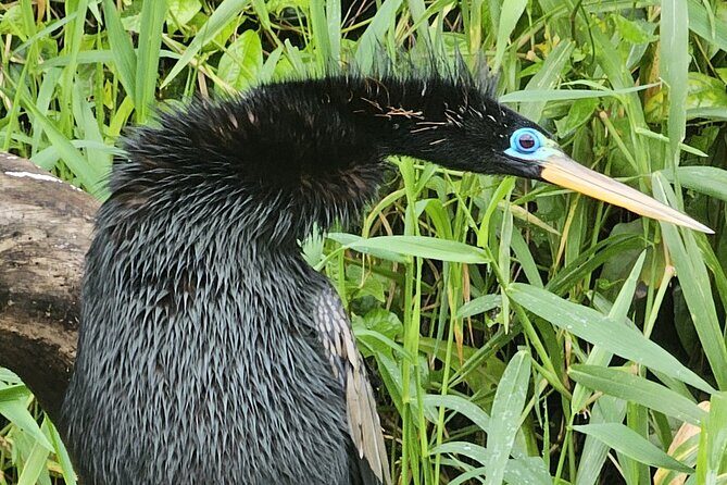 Canoe tour in Tortuguero National Park - Frequently Asked Questions