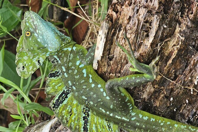 Canoe tour in Tortuguero National Park - Why This Tour Offers Great Value