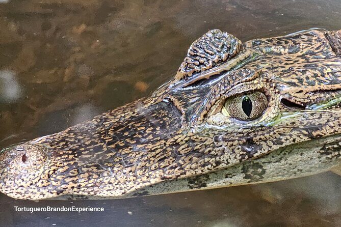 Canoe tour in Tortuguero National Park - The Sum Up: Who Should Consider This Tour?