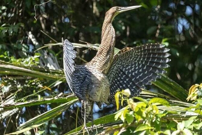 Canoe tour in Tortuguero National Park small group - Final Thoughts: Who Should Book This Tour?