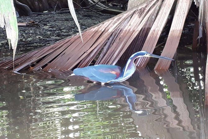 Canoe & wildlife spotting on small canals of Tortuguero Park - Key Points