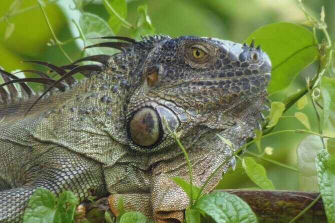 Canoe & wildlife spotting on small canals of Tortuguero Park - A closer look at what to expect during the tour