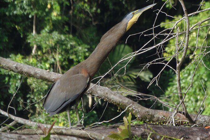 Canoe & wildlife spotting on small canals of Tortuguero Park - Who should consider this tour?
