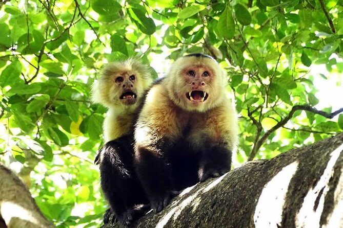 Canopy Tour In Tamarindo Beach - Breakdown of the Itinerary