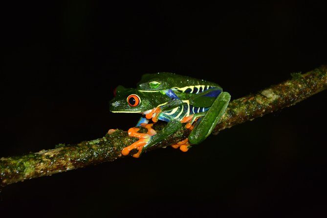 Canopy Tour + Tarzan Swing + Night Walk - Key Points