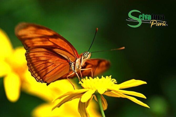 Canopy Zipline & Butterflies From Monteverde - Discovering the Canopy Zipline & Butterfly Gardens from Monteverde