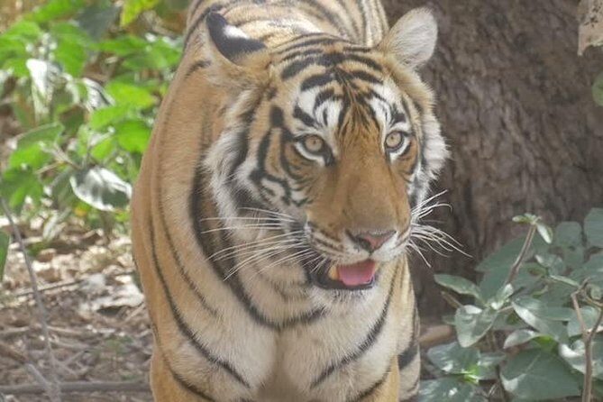 Canter Safari-Ranthambore National Park - Key Points