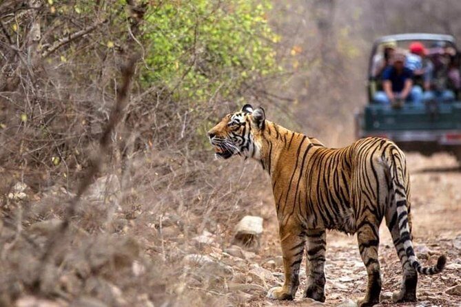 Canter Safari-Ranthambore National Park - Final Verdict: Who Will Love This Safari?