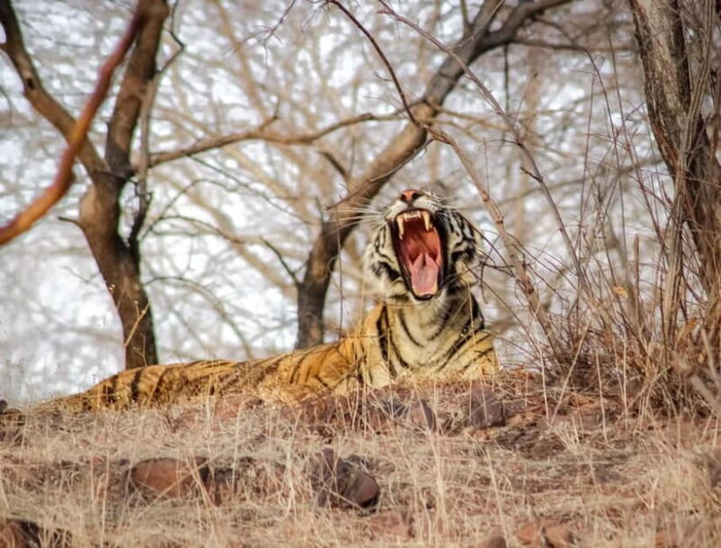 Canter Safari: Skip-the-line Entry Ranthambore Tiger Reserve - Exploring Ranthambore: What You Can Expect