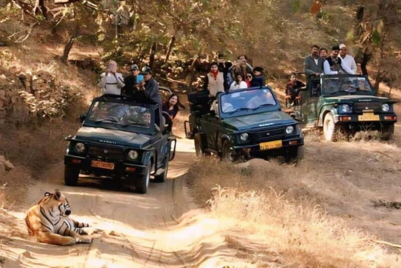 Canter Safari: Skip-the-line Entry Ranthambore Tiger Reserve - An In-Depth Look at the Ranthambore Safari Experience