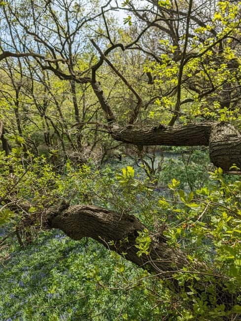 Canterbury: City Nature Tour with Forest Bathing - Exploring the Forest: What to Expect