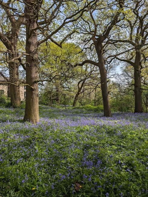 Canterbury: City Nature Tour with Forest Bathing - The Tea & Coffee Break
