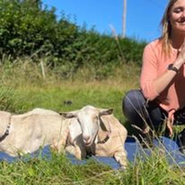 Canterbury: Yoga with Goats and Sheep - A Detailed Look at the Experience