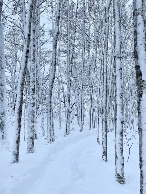 Cantonese and Mandarin/English | Biei Shirogane Blue Pond Illumination + Christmas Tree + White Birch Forest + Ningle Terrace + Shirahige Waterfall | Furano Lunch + Milk Postcard - Shirahige Falls in winter