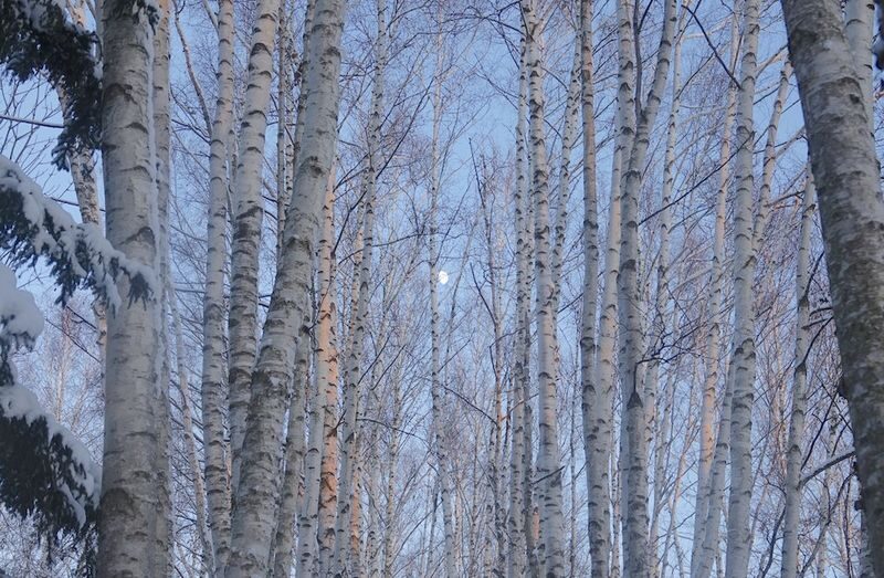 Cantonese and Mandarin/English | Biei Shirogane Blue Pond Illumination + Christmas Tree + White Birch Forest + Ningle Terrace + Shirahige Waterfall | Furano Lunch + Milk Postcard - Who should book this day trip?
